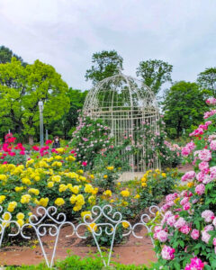 鶴舞公園、バラ園、5月の夏の花、名古屋市昭和区の観光・撮影スポットの画像と写真