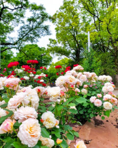 鶴舞公園、バラ園、5月の夏の花、名古屋市昭和区の観光・撮影スポットの画像と写真