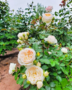 鶴舞公園、バラ園、5月の夏の花、名古屋市昭和区の観光・撮影スポットの画像と写真