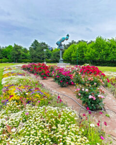 鶴舞公園、バラ園、5月の夏の花、名古屋市昭和区の観光・撮影スポットの画像と写真