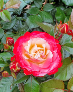 鶴舞公園、バラ園、5月の夏の花、名古屋市昭和区の観光・撮影スポットの画像と写真