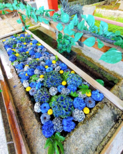 津島神社、花手水舎、5月夏、愛知県津島市の観光・撮影スポットの名所
