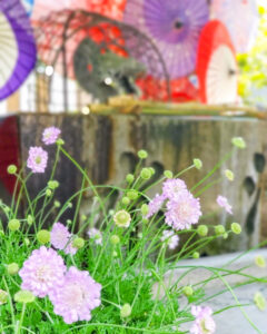 若宮神明社,、花手水舎、和傘、6月夏、愛知県一宮市の観光・撮影スポットの名所
