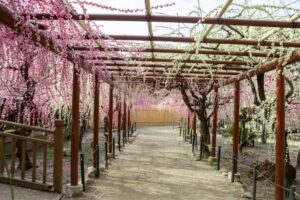結城神社、梅、2月の春の花、三重県津市の観光・撮影スポットの画像と写真