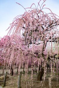 結城神社、梅、2月の春の花、三重県津市の観光・撮影スポットの画像と写真