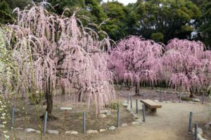 結城神社、梅、2月の春の花、三重県津市の観光・撮影スポットの画像と写真