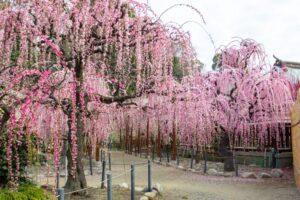 結城神社、梅、2月の春の花、三重県津市の観光・撮影スポットの画像と写真