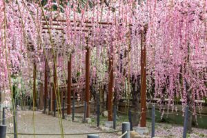 結城神社、梅、2月の春の花、三重県津市の観光・撮影スポットの画像と写真