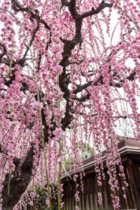 結城神社、梅、2月の春の花、三重県津市の観光・撮影スポットの画像と写真