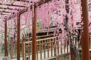 結城神社、梅、2月の春の花、三重県津市の観光・撮影スポットの画像と写真
