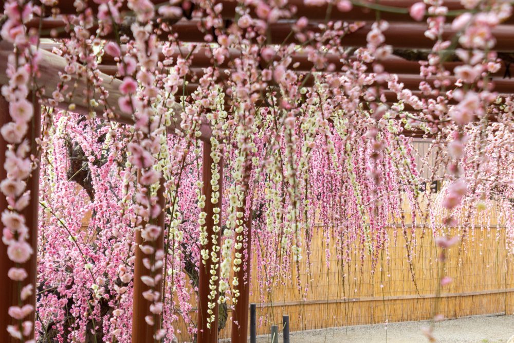 結城神社、梅、2月の春の花、三重県津市の観光・撮影スポットの画像と写真