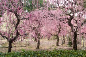結城神社、梅、2月の春の花、三重県津市の観光・撮影スポットの画像と写真