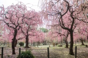 結城神社、梅、2月の春の花、三重県津市の観光・撮影スポットの画像と写真