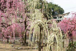 結城神社、梅、2月の春の花、三重県津市の観光・撮影スポットの画像と写真