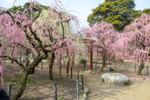 結城神社、梅、2月の春の花、三重県津市の観光・撮影スポットの画像と写真