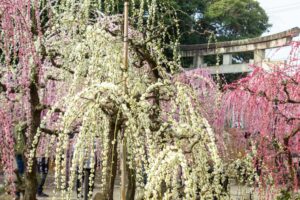 結城神社、梅、2月の春の花、三重県津市の観光・撮影スポットの画像と写真