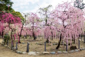 結城神社、梅、2月の春の花、三重県津市の観光・撮影スポットの画像と写真