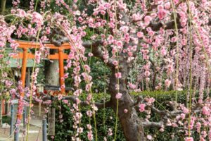 結城神社、梅、2月の春の花、三重県津市の観光・撮影スポットの画像と写真