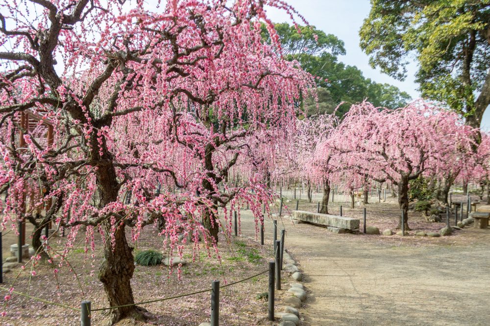 結城神社、梅、2月の春の花、三重県津市の観光・撮影スポットの画像と写真