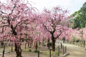 結城神社、梅、2月の春の花、三重県津市の観光・撮影スポットの画像と写真