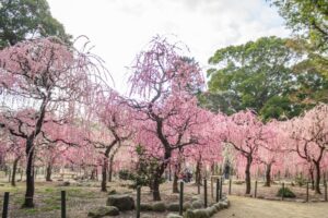 結城神社、梅、2月の春の花、三重県津市の観光・撮影スポットの画像と写真