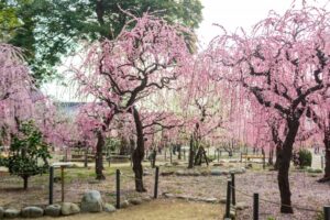 結城神社、梅、2月の春の花、三重県津市の観光・撮影スポットの画像と写真