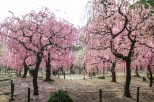 結城神社、梅、2月の春の花、三重県津市の観光・撮影スポットの画像と写真
