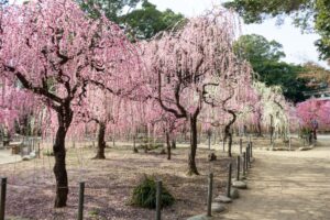 結城神社、梅、2月の春の花、三重県津市の観光・撮影スポットの画像と写真