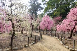 結城神社、梅、2月の春の花、三重県津市の観光・撮影スポットの画像と写真