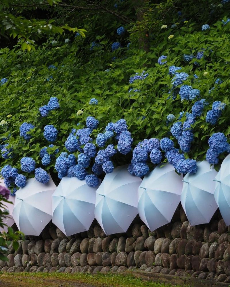 あじさいの観光 撮影スポットの名所 愛知県 岐阜県 三重県 東海カメラマップ