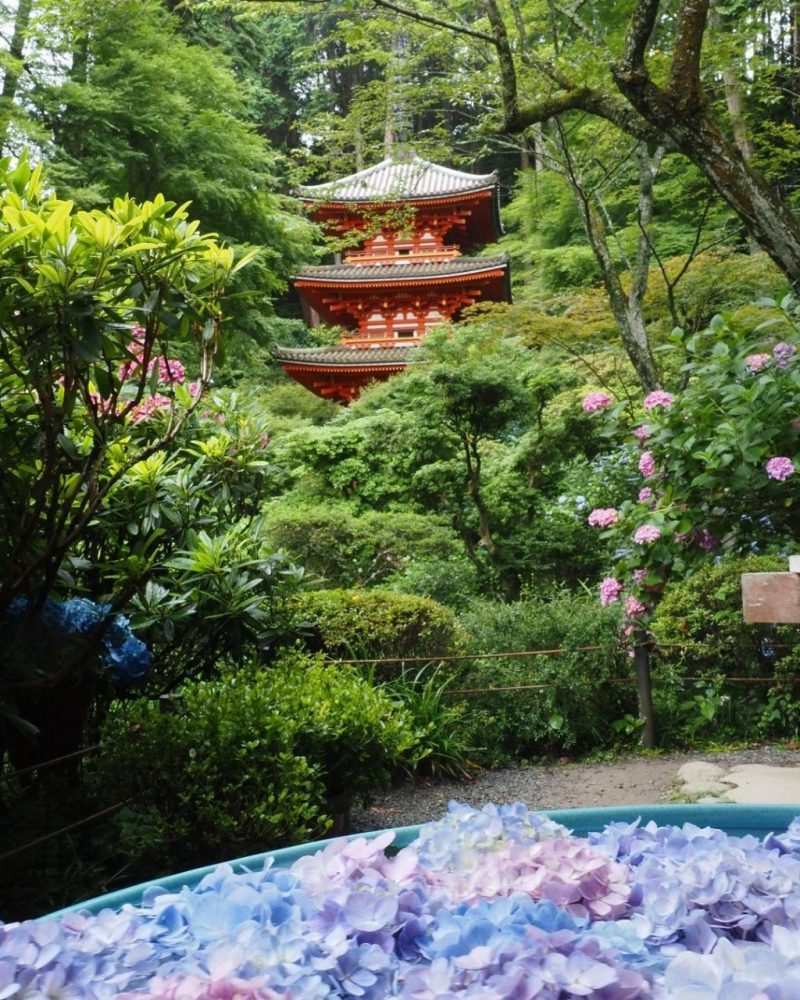 岩船寺 あじさい 京都府木津川市の観光 撮影スポットの名所 東海カメラマップ