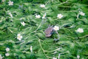 醒井（さめがい）地蔵川の梅花藻、夏８月、滋賀県米原市の観光・撮影スポットの名所