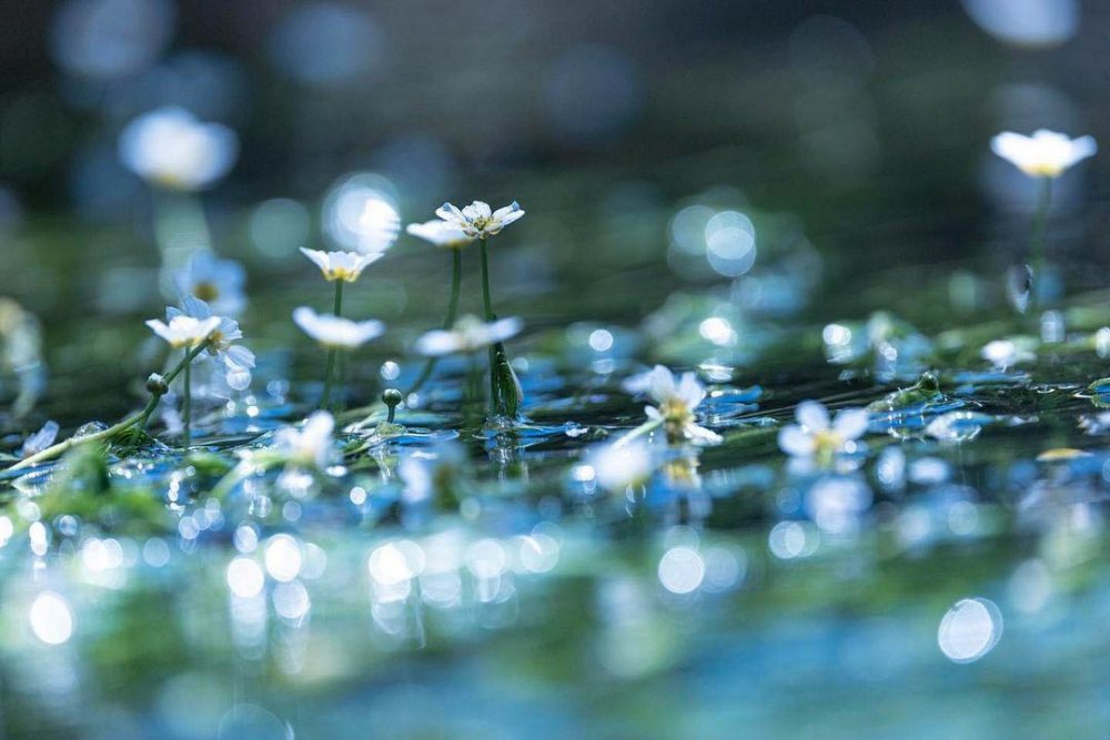 醒井（さめがい）地蔵川の梅花藻、夏８月、滋賀県米原市の観光・撮影スポットの名所