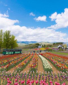 牧歌の里、チューリップ、5月夏の花、岐阜県郡上市の観光・撮影スポットの名所