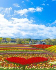 牧歌の里、チューリップ、5月夏の花、岐阜県郡上市の観光・撮影スポットの名所