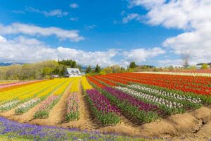 牧歌の里、チューリップ、5月夏の花、岐阜県郡上市の観光・撮影スポットの名所