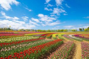 牧歌の里、チューリップ、5月夏の花、岐阜県郡上市の観光・撮影スポットの名所