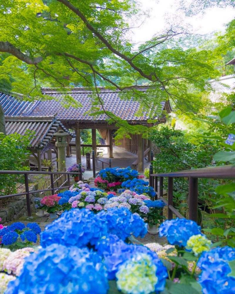 長谷寺、あじさい、6月の夏の花、奈良県桜井市の観光・撮影スポットの名所