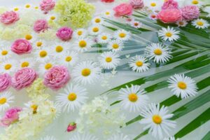 東山動植物園、フローティングフラワー、花手水、夏、夏の花、名古屋市千種区の観光・撮影スポットの写真