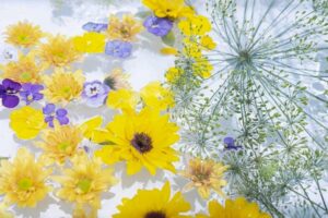 東山動植物園、フローティングフラワー、花手水、夏、夏の花、名古屋市千種区の観光・撮影スポットの写真