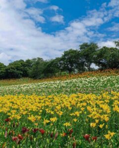 可睡ゆり園、6月夏の花、静岡県袋井市の観光・撮影スポットの名所