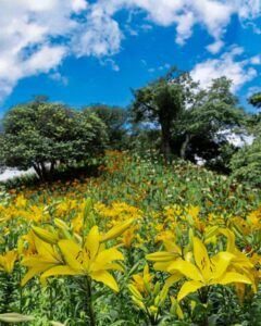 可睡ゆり園、6月夏の花、静岡県袋井市の観光・撮影スポットの名所