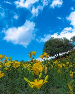 可睡ゆり園、6月夏の花、静岡県袋井市の観光・撮影スポットの名所