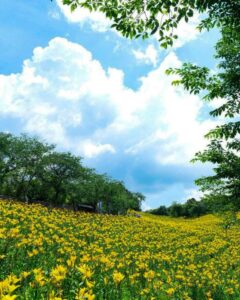 可睡ゆり園、6月夏の花、静岡県袋井市の観光・撮影スポットの名所