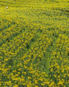 可睡ゆり園、6月夏の花、静岡県袋井市の観光・撮影スポットの名所