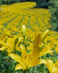 可睡ゆり園、6月夏の花、静岡県袋井市の観光・撮影スポットの名所