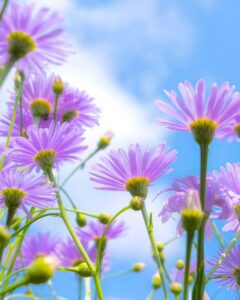 北山友禅菊、8月夏の花、京都府京都市の観光・撮影スポットの名所
