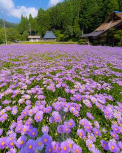 北山友禅菊、8月夏の花、京都府京都市の観光・撮影スポットの名所