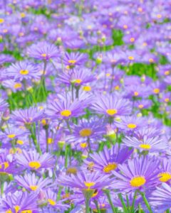 北山友禅菊、8月夏の花、京都府京都市の観光・撮影スポットの名所