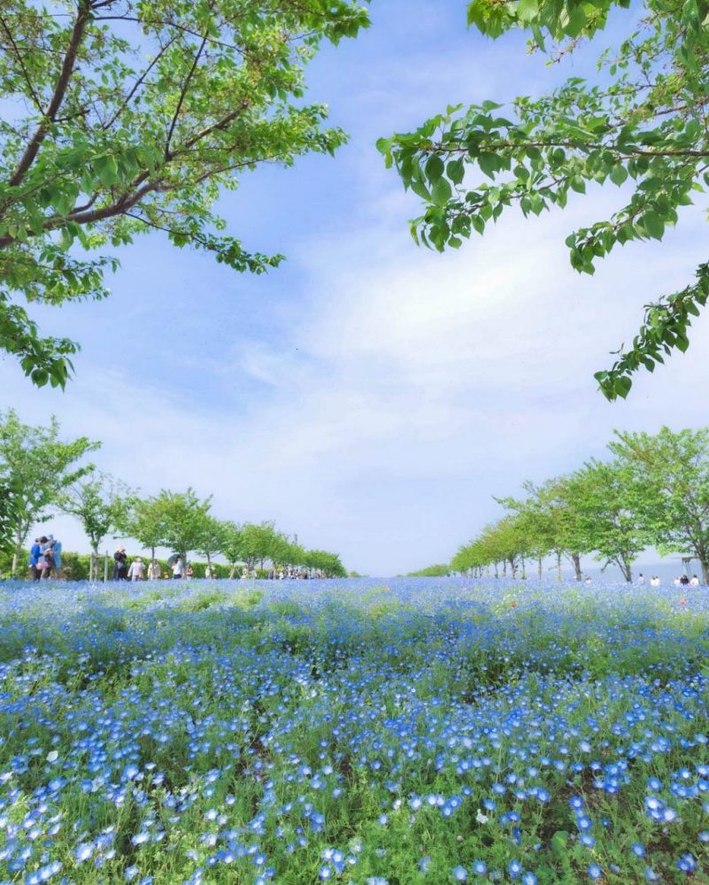 大阪まいしまシーサイドパーク、ネモフィラ、4月春、大阪府大阪市の観光・撮影スポットの名所